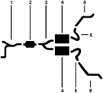 1981 Pontiac Grand Prix 6 Cyl 3.8L Engine Single Exhaust System diagram