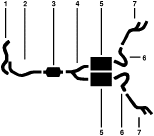 1978-79 Pontiac Firebird 8 Cyl 6.6L Engine Dual Exhaust System diagram